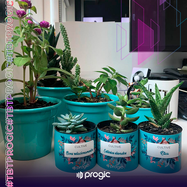 A foto mostra algumas plantas que estão no escritório da Progic. Há 3 mini suculentas com os valores da empresa escritos no vasinho. Os valores são: bons relacionamentos, critérios elevados e ética.